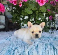 Serene , a female French Bulldog for sale in Aurora, MO – 4 of 9