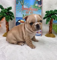 Graham, a male French Bulldog for sale in Aurora, MO – 4 of 10