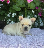 Sunni , a female French Bulldog for sale in Aurora, MO – 3 of 8