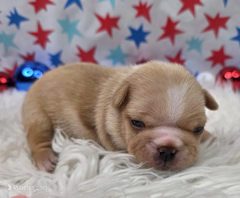 Graham – French Bulldog puppy for sale in Aurora, MO