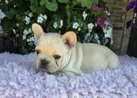 Sunni , a female French Bulldog for sale in Aurora, MO – 5 of 8