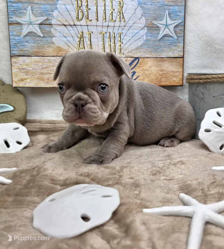 Indy – French Bulldog puppy for sale in Aurora, MO