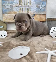 Indy, a female French Bulldog for sale in Aurora, MO – 2 of 10