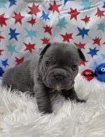 Abel, a male French Bulldog for sale in Aurora, MO – 2 of 7