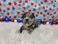 Avery, a male French Bulldog for sale in Aurora, MO – 6 of 7