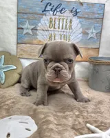 Indy, a female French Bulldog for sale in Aurora, MO – 3 of 10