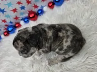 Avery, a male French Bulldog for sale in Aurora, MO – 2 of 7