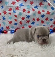 Indy, a female French Bulldog for sale in Aurora, MO – 3 of 5