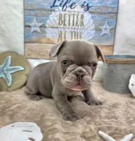 Indy, a female French Bulldog for sale in Aurora, MO – 4 of 10