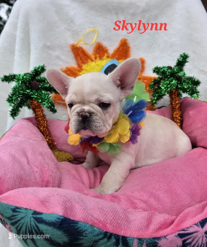 Skylynn  – French Bulldog puppy for sale in Aurora, MO