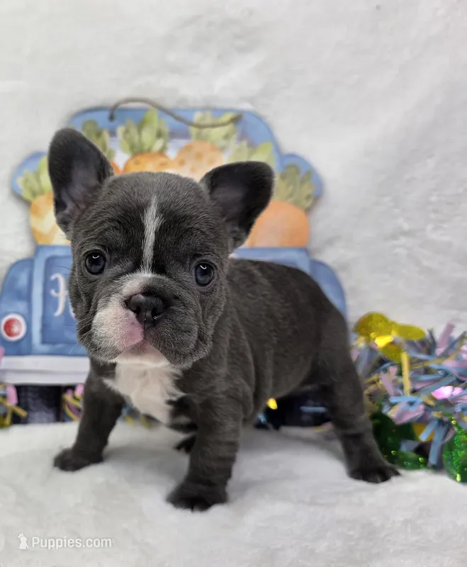 Dasha – French Bulldog puppy for sale in Aurora, MO