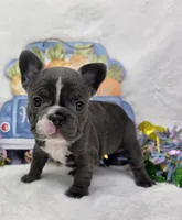 Dasha, a female French Bulldog for sale in Aurora, MO – Photo 1 of 7