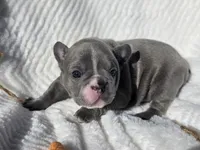 Dasha, a female French Bulldog for sale in Aurora, MO – Photo 7 of 7