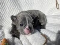 Dasha, a female French Bulldog for sale in Aurora, MO – Photo 6 of 7