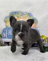 Dasha, a female French Bulldog for sale in Aurora, MO – Photo 2 of 7
