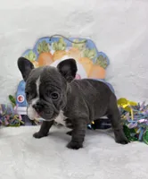 Dasha, a female French Bulldog for sale in Aurora, MO – Photo 3 of 7