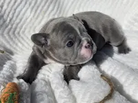 Dasha, a female French Bulldog for sale in Aurora, MO – Photo 4 of 7