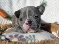 Dasha, a female French Bulldog for sale in Aurora, MO – Photo 5 of 7