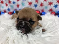 Gracelynn, a female French Bulldog for sale in Aurora, MO – 4 of 7