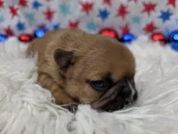Gracelynn, a female French Bulldog for sale in Aurora, MO – 6 of 7