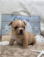 Graham, a male French Bulldog for sale in Aurora, MO – 5 of 10