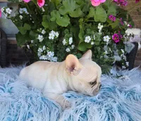 Serene , a female French Bulldog for sale in Aurora, MO – 9 of 9