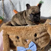 Cassen, a male French Bulldog for sale in Aurora, MO – Photo 10 of 10