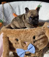 Cassen, a male French Bulldog for sale in Aurora, MO – Photo 7 of 7