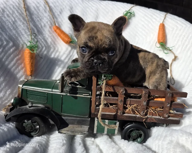 Cassen, a male French Bulldog for sale in Aurora, MO – Photo 1 of 7