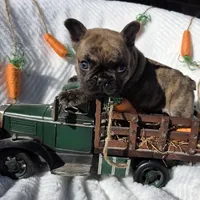 Cassen, a male French Bulldog for sale in Aurora, MO – Photo 4 of 10