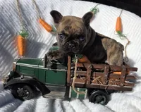 Cassen, a male French Bulldog for sale in Aurora, MO – Photo 1 of 7