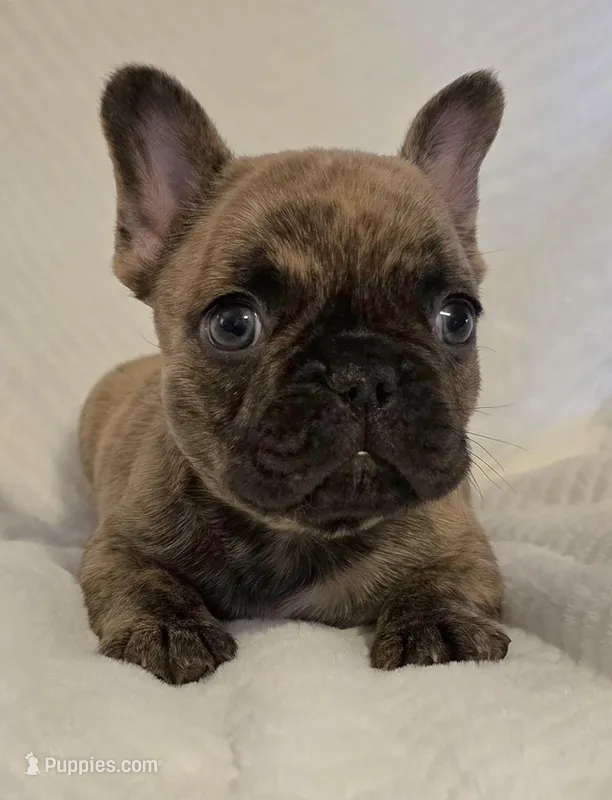 Cassen – French Bulldog puppy for sale in Aurora, MO