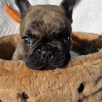 Cassen, a male French Bulldog for sale in Aurora, MO – Photo 8 of 10