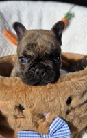 Cassen, a male French Bulldog for sale in Aurora, MO – Photo 6 of 7