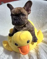 Cassen, a male French Bulldog for sale in Aurora, MO – Photo 2 of 10