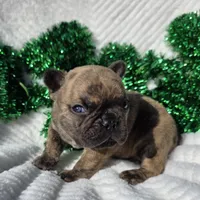 Cassen, a male French Bulldog for sale in Aurora, MO – Photo 9 of 10
