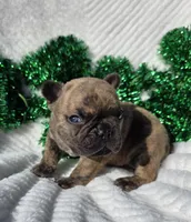 Cassen, a male French Bulldog for sale in Aurora, MO – Photo 4 of 7
