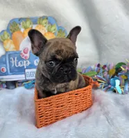 Cassen, a male French Bulldog for sale in Aurora, MO – Photo 6 of 10