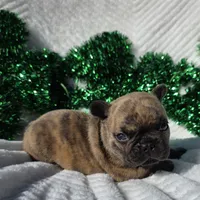 Cassen, a male French Bulldog for sale in Aurora, MO – Photo 7 of 10