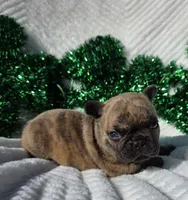 Cassen, a male French Bulldog for sale in Aurora, MO – Photo 3 of 7