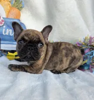 Cassen, a male French Bulldog for sale in Aurora, MO – Photo 5 of 10