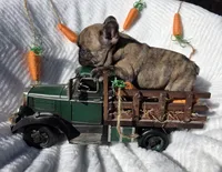 Cassen, a male French Bulldog for sale in Aurora, MO – Photo 2 of 7