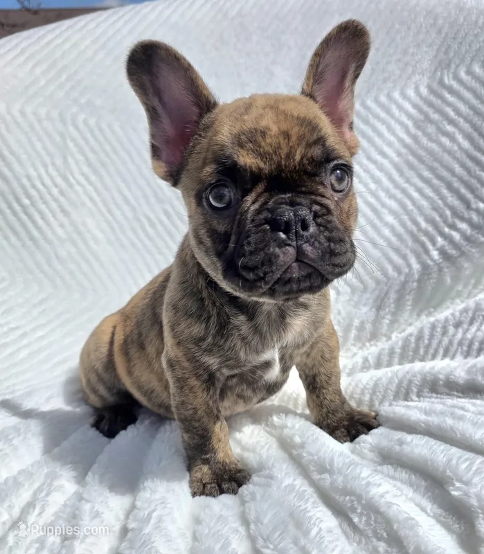 Cassen – French Bulldog puppy for sale in Aurora, MO