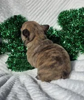 Cassen, a male French Bulldog for sale in Aurora, MO – Photo 5 of 7