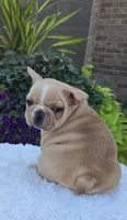 Graham, a male French Bulldog for sale in Aurora, MO – 2 of 10