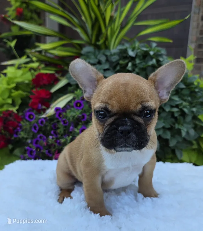 Gracelynn – French Bulldog puppy for sale in Aurora, MO