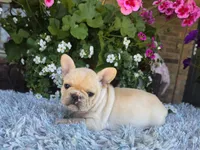 Sommer, a female French Bulldog for sale in Aurora, MO – 3 of 7