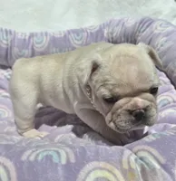 Skylynn , a female French Bulldog for sale in Aurora, MO – 9 of 9