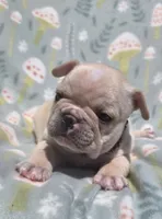 Sommer, a female French Bulldog for sale in Aurora, MO – 6 of 7