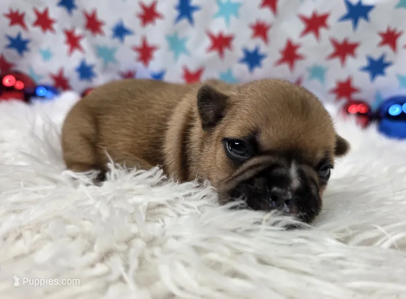 Gracelynn – French Bulldog puppy for sale in Aurora, MO